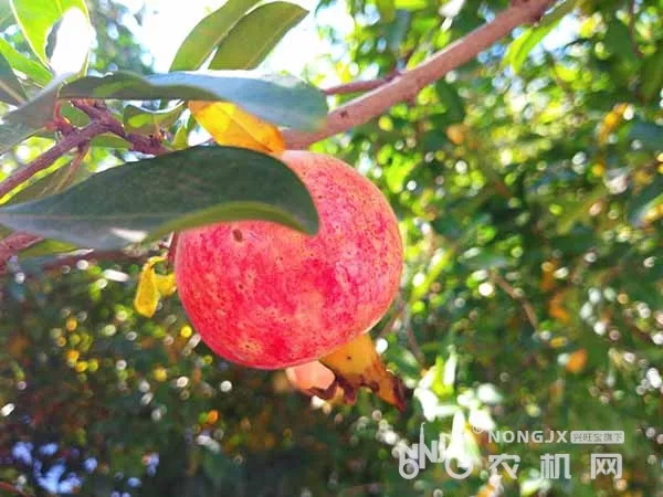 2026年上海市生鲜食用农产品包装计量监督抽查实施细则