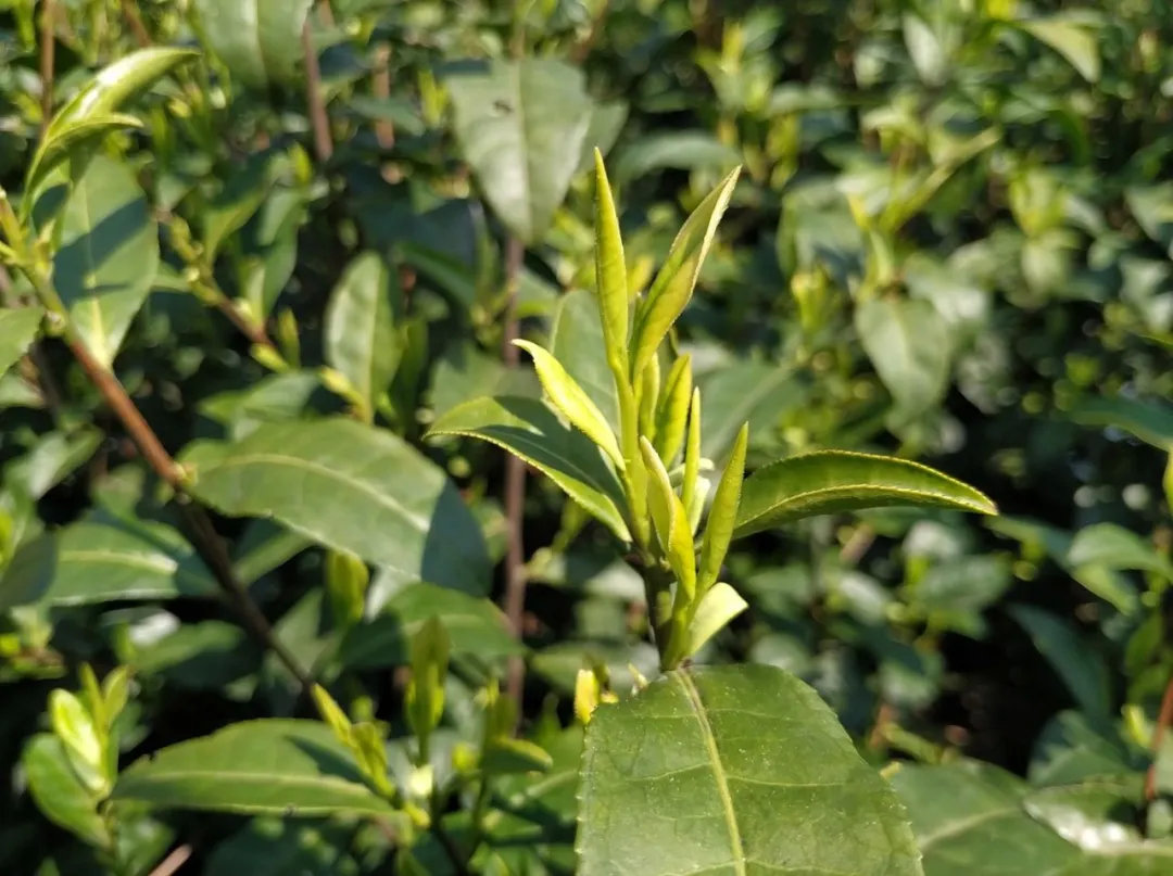 贵州省农业农村厅等六部门关于印发 《贵州抹茶产业高质量发展三年工作方案（2026—2028年）》的通知